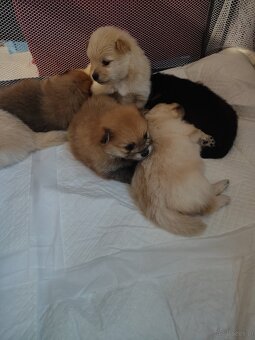 Szpic pomeranian - 11