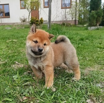 Shiba Inu + Nowy miot + Rezerwacja szczeniąt - 11