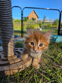 Kocięta bez ogonów Kurylski Bobtail - 11