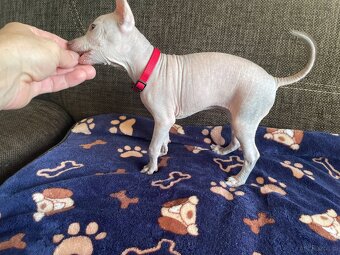 Peruwiański Pies bezwłosy - 11