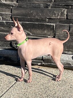 Peruwiański Pies bezwłosy - OSTATNI WOLNY PIES - 11