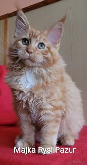 Mruczącą koteczka maine coon - 11