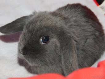Piękne baranki mini lop niebieskie - 11