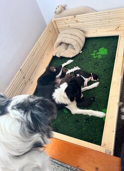 Border Collie z PP /FCI/ szczenięta - 11