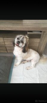 Szczeniaczki shih tzu trikolor - 11