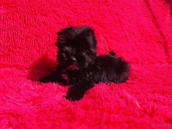 York czarny Zyzio Black Yorkshire Terrier. - 11