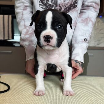 Ekskluzywne szczenięta Ruffian Amstaff - 11