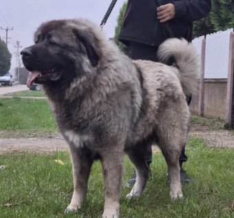 Szczenięta Owczarka Kaukaskiego - 11