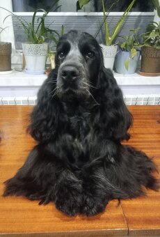 Zapowiedź miotu Cocker spaniel angielski - 11