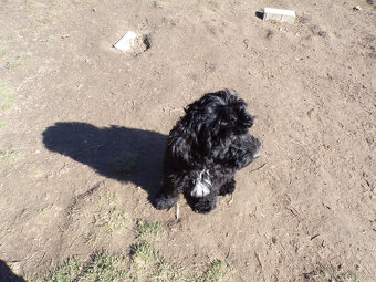 Cockapoo F1, ostatni piesek, czarny - 11