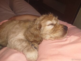 Sprzedam szczeniaki - 11