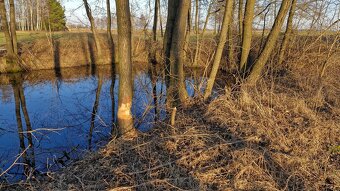 Gospodarstwo rolne 8800m2. dla każdego. Gmina Szadek. - 11