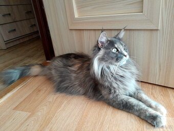 Maine coon - 11