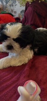 Shihtzu - 11