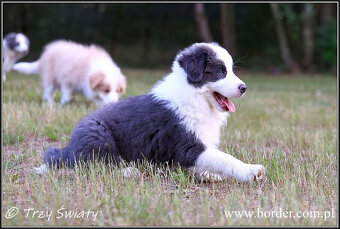 szczeniaki Border Collie psy suczki rodowód ZKwP FCI - 11