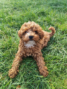 Sprzedam szczeniaki rasy pudel toy - 11