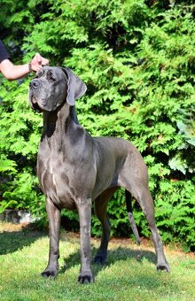 Niebieski dog niemiecki - 11