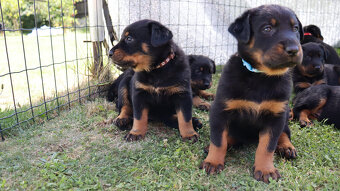 Beauceron Szczenięta z rodowodem - 11