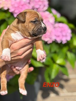 Amstaff - 11
