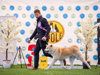 Akita Inu Akita japońska ZKWP FCI po Championie - 11