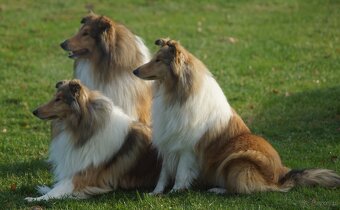 OWCZAREK SZKOCKI DŁUGOWŁOSY SUCZKA - 11