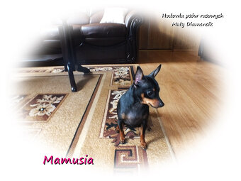 Pinczer miniaturowy (Ratlerek) Suczka KAJA z Rodowodem i Wyp - 11