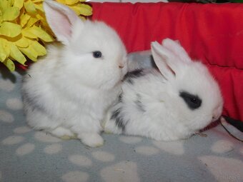 Białe króliki mini lop - 11