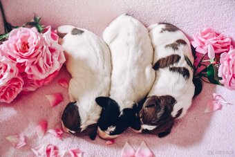 English Pointer - 11