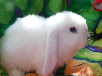 Cudowne baranki mini lop - 11