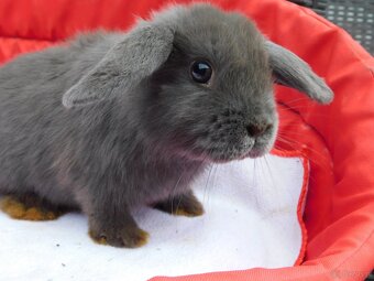 Cudne baranki mini lop - 11