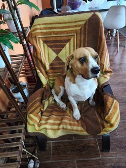 Beagle Suczka Tricolor - 11