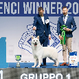 Biały Owczarek Szwajcarski - 11