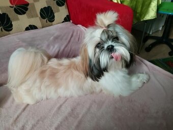 Sprzedam Psa rasy Shih tzu - 11