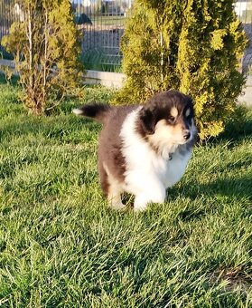 Owczarek szkocki collie długowłosy - 11