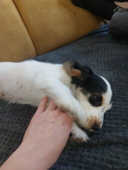 Cocker spaniel angielski - 11