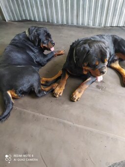 Rottweiler - 11