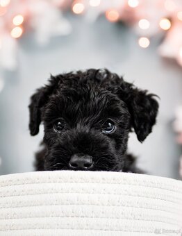 Szczeniak Kerry Blue Terrier - 11