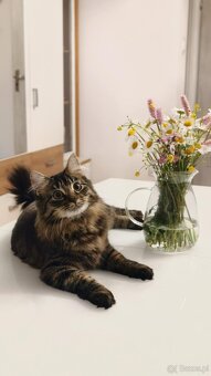 Kociaki na sprzedaż po 23 lutego. W typie norweski leśny - 11