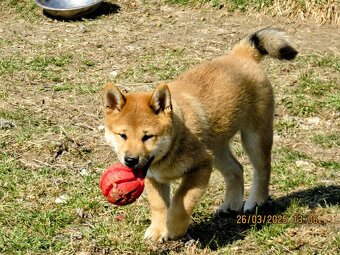 Shiba Inu, czerwony piesek mocno czernią przyprószony - 11
