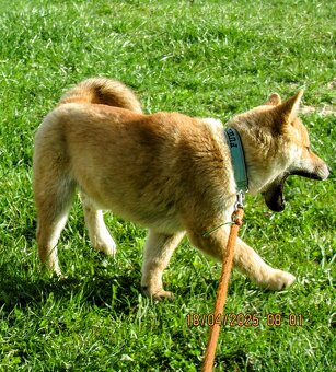 Shiba Inu, czerwony, pięciomiesięczny piesek - 11