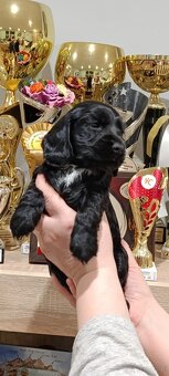 Cocker spaniel angielski - 11