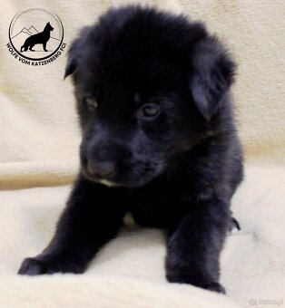 Owczarek niemiecki krótkowłosy szczeniaki o: Mistrz Świata - 11