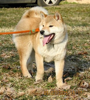Shiba Inu, dwoje ośmiomiesięcznych szczeniąt - 11