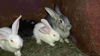 sprzedam króliki - 11