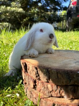 Królik miniaturowy mini lop seal point - 11