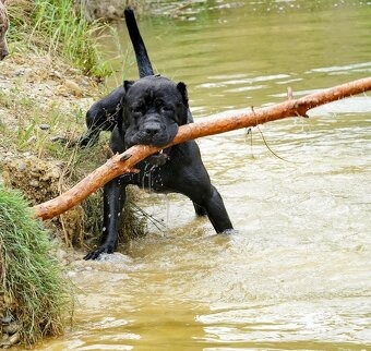 Bandog šteniatka - 11