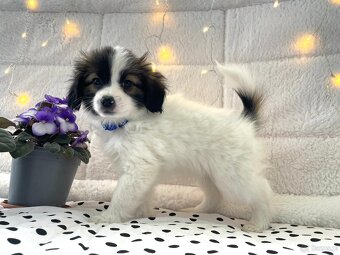 spaniel kontynentalny miniaturowy, phalene, nie papillon - 11