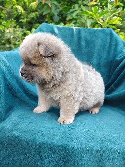 Wzorcowe Chow Chow Czał Czał rodzice FCI - 11