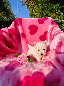 Wzorcowa suczka West highland white terrier ojciec FCI - 11