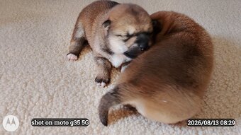 Dwoje szczeniąt Shiba Inu ur.07.08.2026r. - 11
